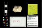 Foto (Objekt + Etikett) von Pithonoton rusticum (Patrulius, 1966)  (NHMW-GEO-2014-0194-0829)